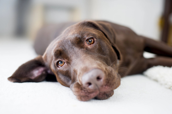 Chocolate Labrador Retriever dog with IMPA lying on the carpet
