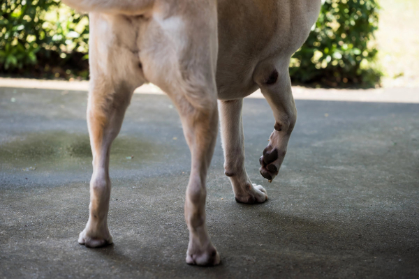 Dog holding up a paw due to pain from IMPA