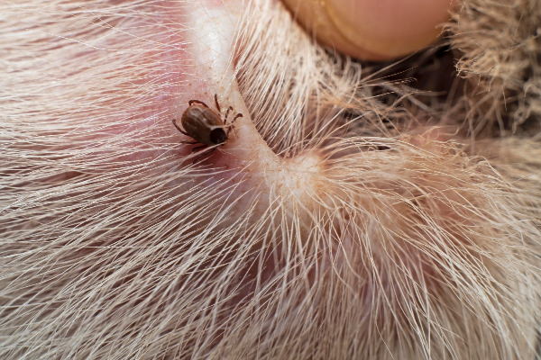 Dog with tick in his ear