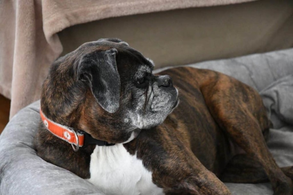 Senior Boxer lying in a dog bed—a common place where you might find signs of urinary incontinence in dogs