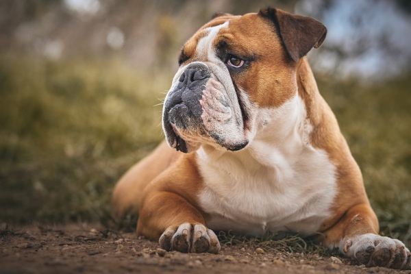 Bulldog, a breed predisposed to interdigital cysts in dogs, lying outside in grass