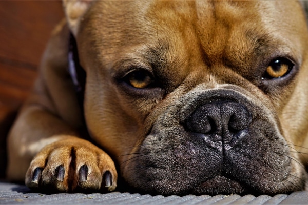 French Bulldog lying down showing the dog's toes, which is where an  interdigital cyst can form