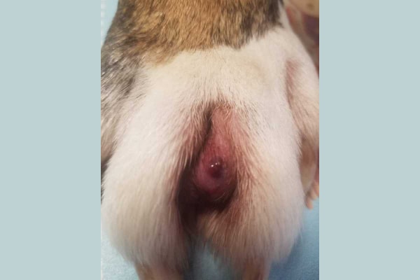 Close up of a dog's paw with an interdigital cyst