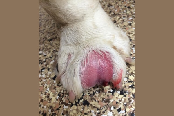 Interdigital cyst on a Bulldog's foot