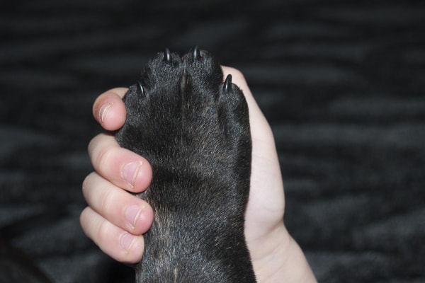 Owner checking their dog's paw for interdigital cysts.