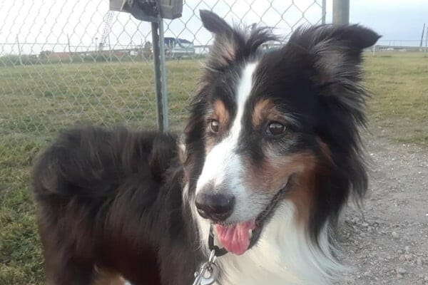 13-year-old dog, an Australian Shepherd, who had surgery 