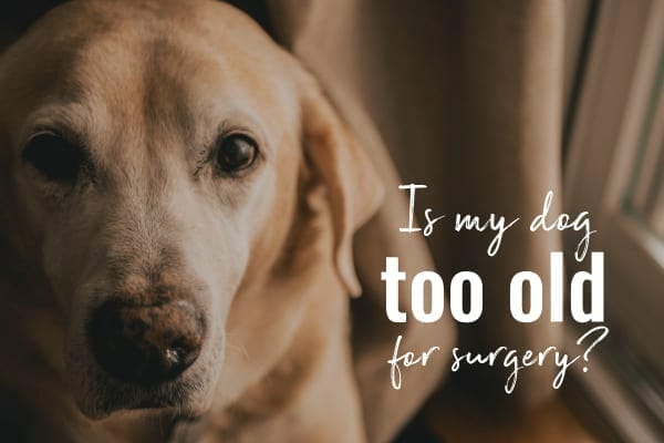 10 Ways to Keep Your Dog's Brain Busy After Surgery