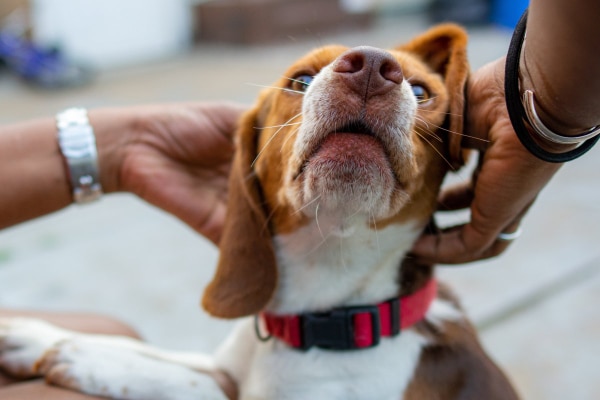 Beagle getting his ears scratched by his owners.