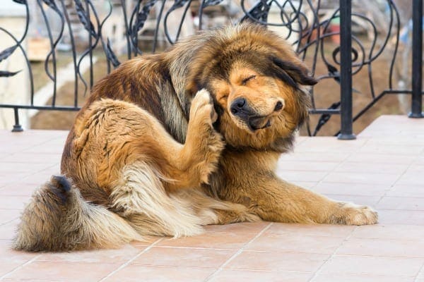 a dog scratching obsessively with his hind legs—showing signs he may need allergy medicine for dogs