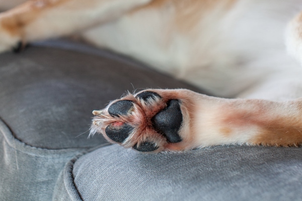 Underside of a dog's foot showing red staining around the paw pads and irritation, which are signs of a dog excessively licking itchy paws