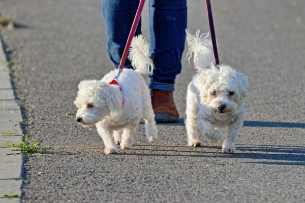 Two white Poodle mixes on leash walking with their owner on the street.