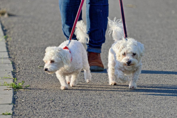 Dogs itchy sale feet after walk