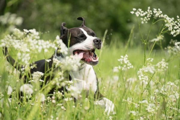 Black and White Pit Bull running through a field with white flowers.