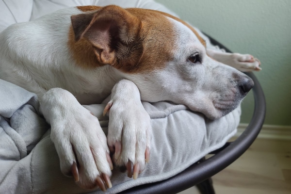 Pit Bull mix lying on a chair.