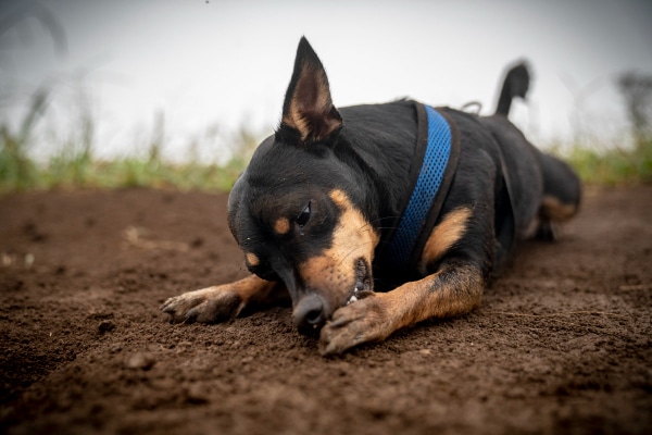 Terrier lying outside and chewing at the underside of his paws, which is a sign the dog has itchy paws 