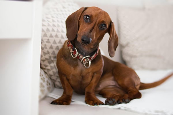 Dachshund, a breed predisposed to Type 1 IVDD, sitting with head tilted on couch