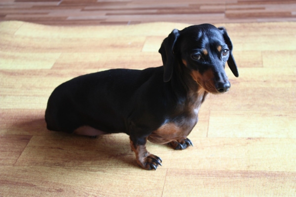 Dachshund sitting on his hind legs, unable to use them due to IVDD.