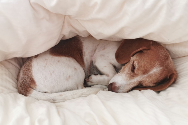 Dachshund sleeping curled up in bed after IVDD surgery.