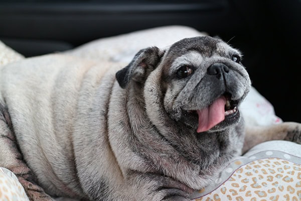 Overweight Pug