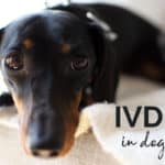 IVDD in Dogs: Why it Happens