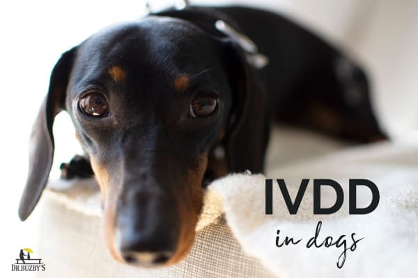 photo of Dachshund and title ivdd in dogs