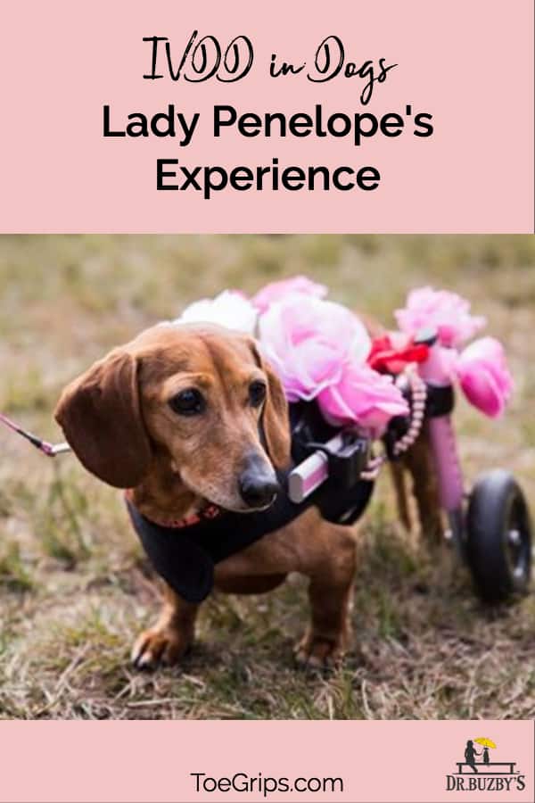 daschund with wheelchair and title IVDD in Dogs Lady Penelope's Experience