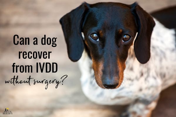 photo dachshund and title can a dog recover from ivdd without surgery