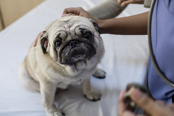 Pug being evaluated by a vet