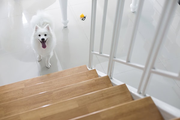 Dog standing at the bottom of the stairs to show one sign of thoracolumbar IVDD - refusal to climb up the stairs