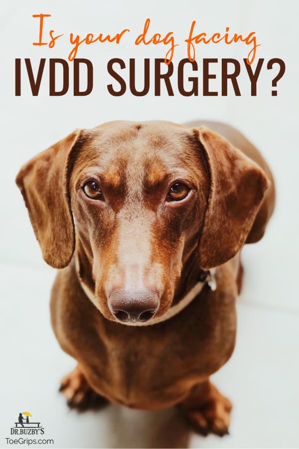 photo dachshund's face and title is your dog facing ivdd surgery
