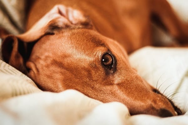 Dachshund lying down on the bed after IVDD surgery