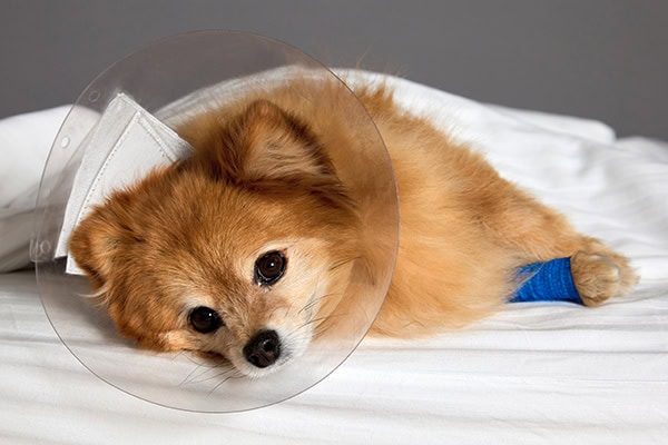 Dog wearing an e-collar after surgery