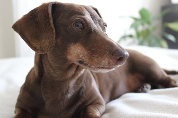 Senior Dachshund sitting on comfy pillow