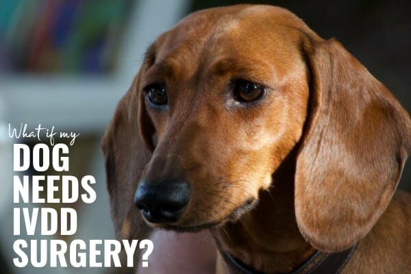 dachshund and title What if my dog needs IVDD surgery