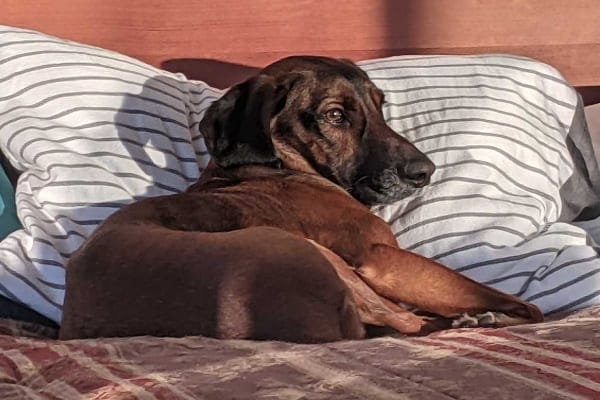 dog lying on bed, photo