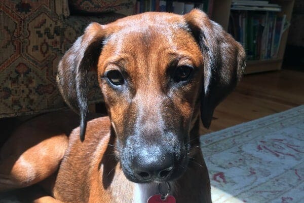 sweet face of jake the redbone hound who was once a stray puppy