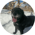 Photo of senior dog standing in snow submitted as a ToeGrips review