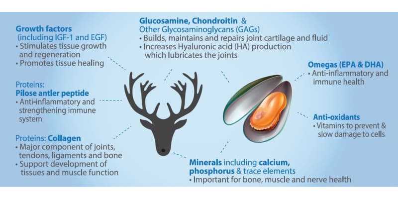 infographic lists 7 benefits of deer antler velvet and green lipped mussel joint supplements for dogs:  growth factors, collagen, glucosamine, chondroitin, omegas, anti-oxidants, minerals 