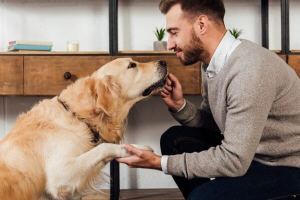 Golden Retriever shaking hands with owner before being given a joint supplement for dogs