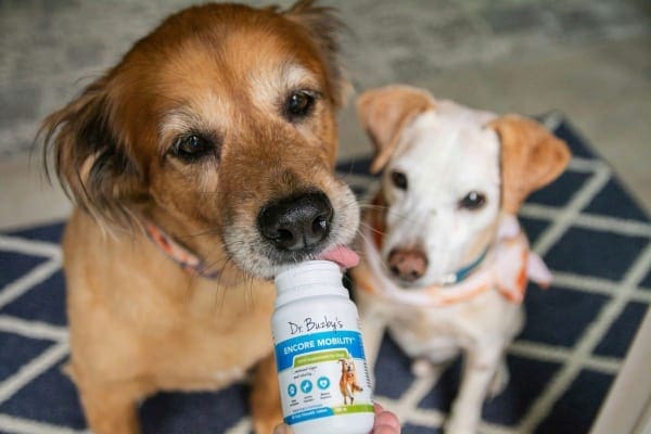 Two senior dogs looking at a bottle of joint supplement for dogs. The bottle label says "Dr. Buzby's Encore Mobility Joint Supplement"