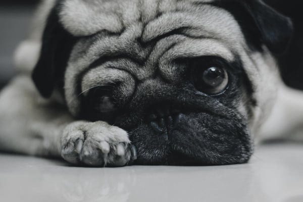 sad pug in pain on floor, photo