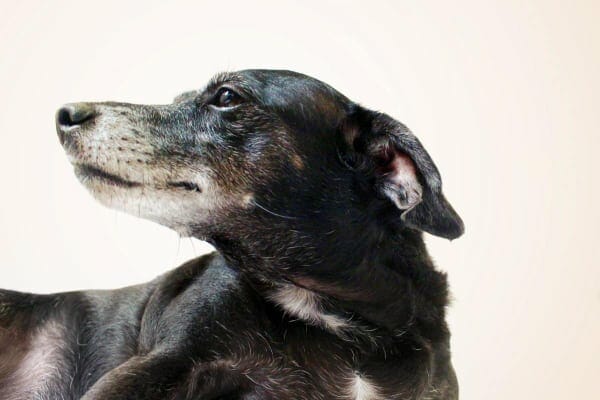 Senior dog on joint supplements, looking away from camera.