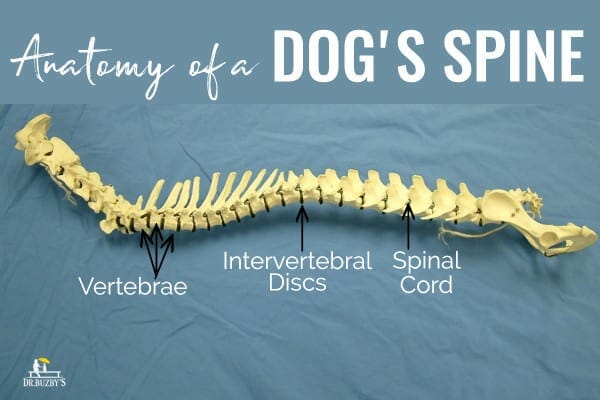 Anatomy of dog's spine with lines pointing to vertebrae, discs, and dog's spinal cord, photo