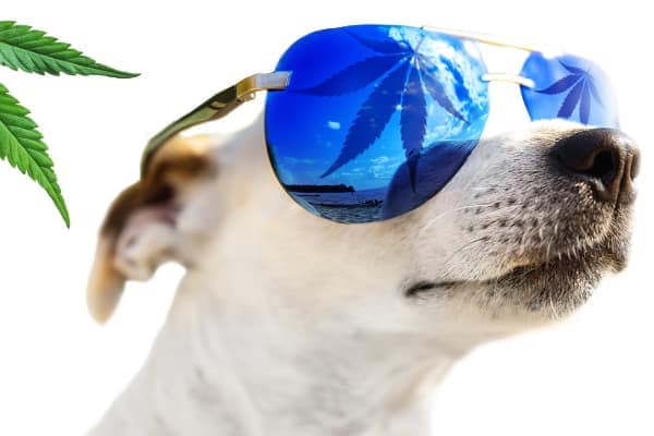 Dog wearing sunglasses with a hemp leaf reflecting on the shades