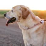 Do Joint Supplements for Dogs Work? A Vet Oughta Know...