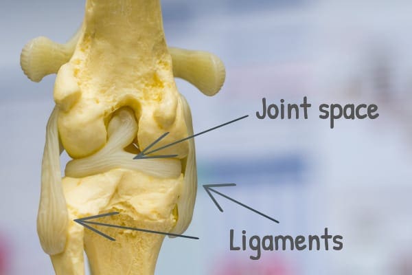 A labeled photo of a canine knee joint with arrows point to the joint space and the ligaments