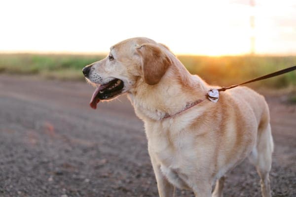 Senior Labrador Retriever taking an evening walk