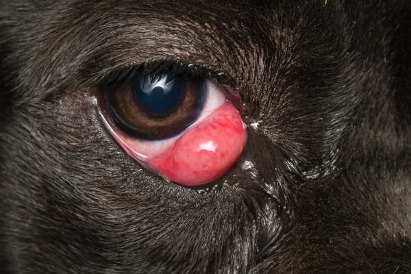 Close-up of a dog with cherry eye