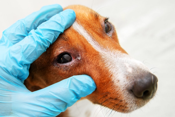 Dog with red, irritated eye