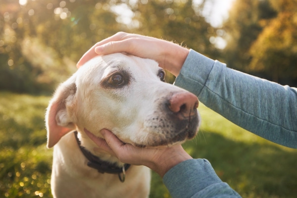 Owner looking at the eyes of her dog for signs of dry eye